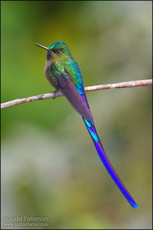 Violet-tailed sylph 17 images about Beautiful VioletTailed Sylph Hummingbird