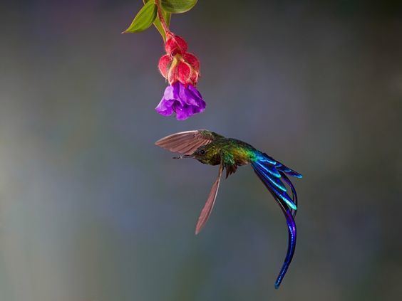 Violet-tailed sylph violet tailed sylph hummingbird Birds Pinterest Search