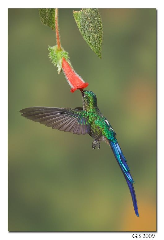Violet-tailed sylph VIOLETTAILED SYLPH