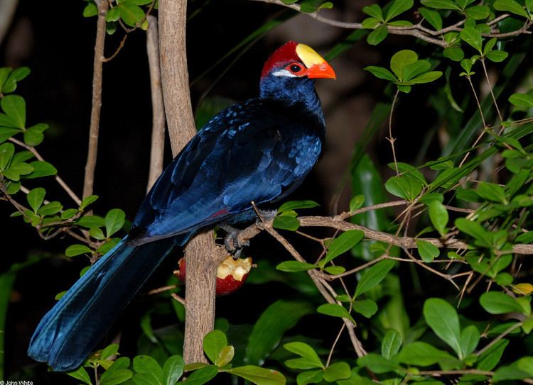 Violet turaco CalPhotos Musophaga violacea Violet Turaco