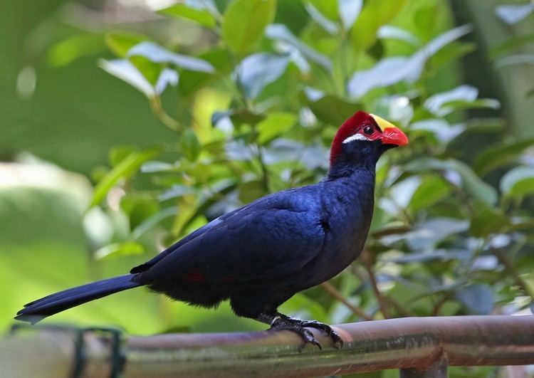 Violet turaco Pictures and information on Violet Turaco