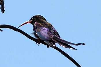 Violet wood hoopoe Windhoek Spitzkoppe and Erongo