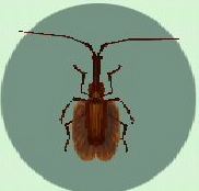 Violin beetle Violin Beetle Nookipedia the Animal Crossing wiki