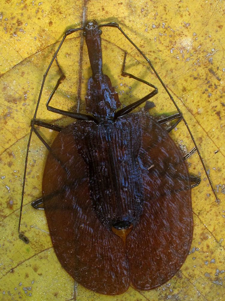 Violin beetle Real Monstrosities Violin Beetle