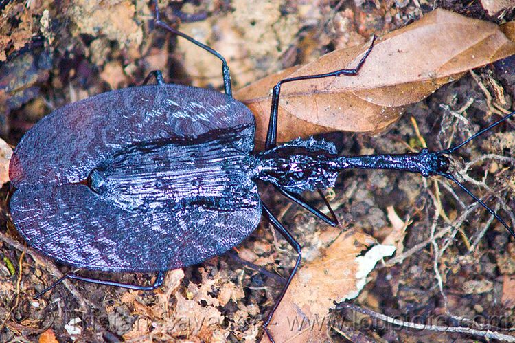 Violin beetle violin beetle mormolyce phyllodes
