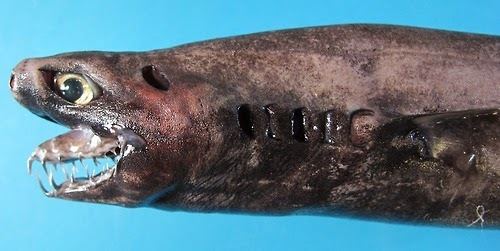 Viper dogfish forget me not smile The Viper Dogfish