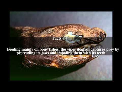 Viper dogfish Viper dogfish Top 7 Facts YouTube