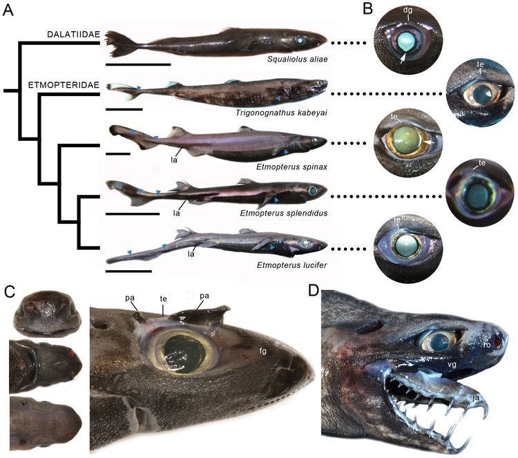 Viper dogfish PLOS ONE39s Spookiest Images of 2014 EveryONE