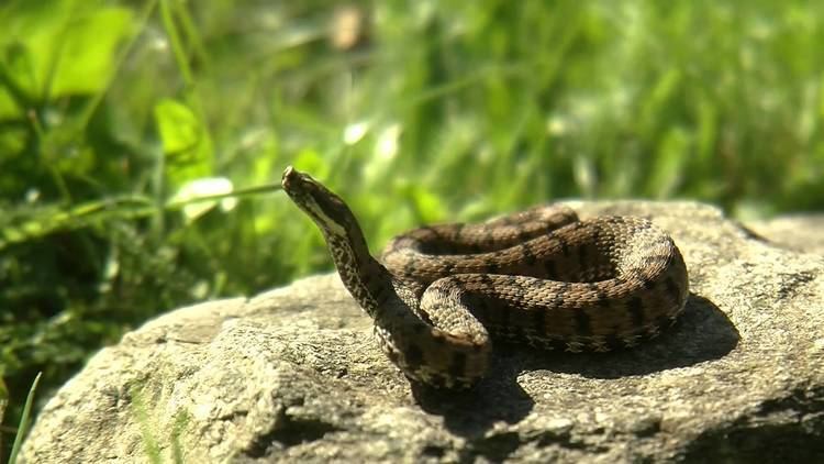 Vipera aspis Vipera Aspis YouTube