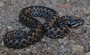 Vipera aspis La vipera aspis