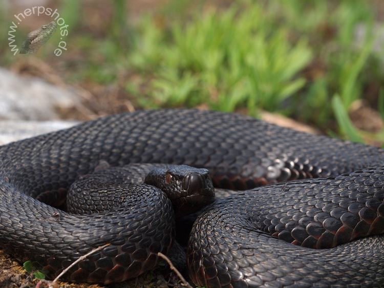 Vipera aspis atra Vaatra