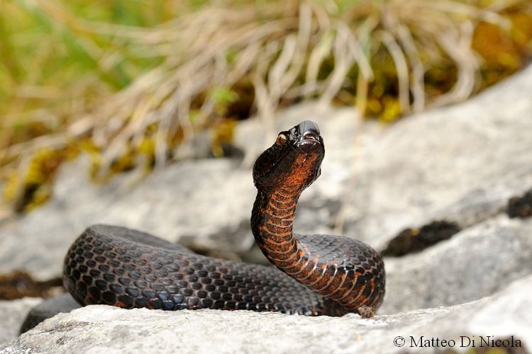 Vipera aspis atra Vipera aspis atra 17 female portrait melanotic Flickr