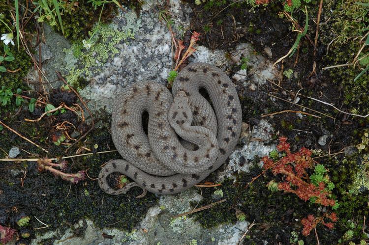 Vipera aspis atra Vipera aspis atra Vipera aspis atra Female Switzerland Greg Flickr