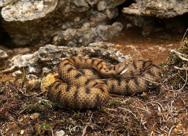 Vipera aspis Vipera aspis Wikipedia