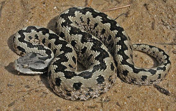 Vipera latastei fieldherpingeu View topic Vipera latastei