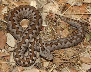 Vipera latastei Diferencias latastei y gaditana