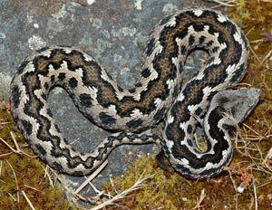 Vipera latastei Vipera latastei gaditana