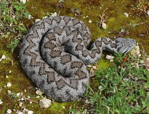 Vipera latastei wwwviborasdelapeninsulaibericacomimagesfotose