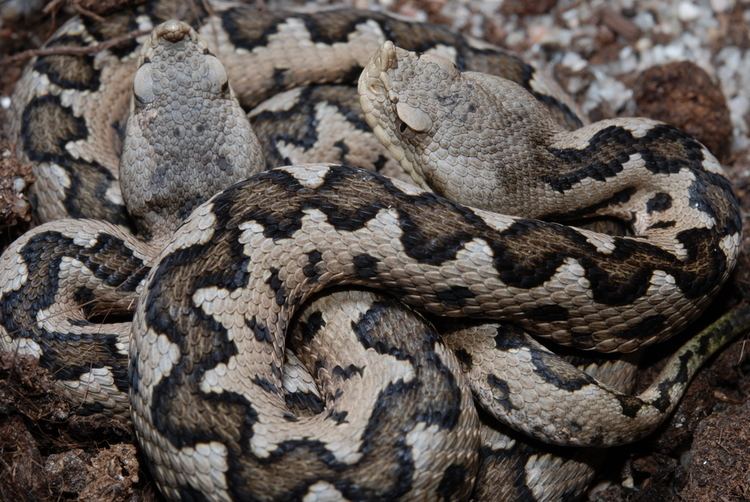 Vipera latastei CalPhotos Vipera latastei gaditana Snubnosed Viper