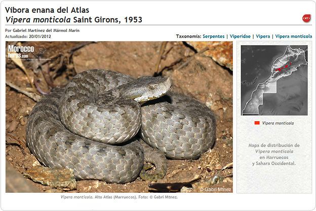 Vipera monticola Ficha de Vipera monticola Anfibios y Reptiles de Marruecos