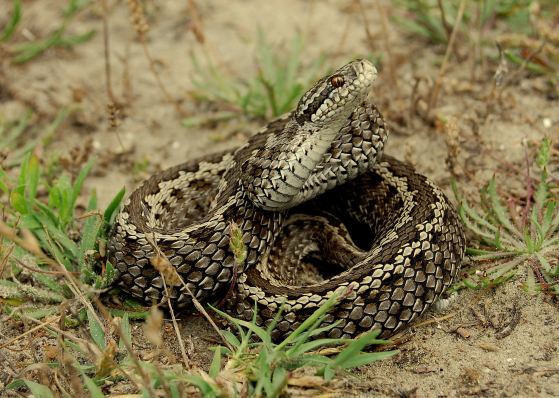 Vipera ursinii Meadow viper Vipera ursinii