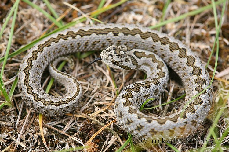 Vipera ursinii Vipera ursinii rakosiensis Nikola Rahm Flickr