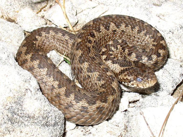 Vipera ursinii Vipera ursinii Wikipedia