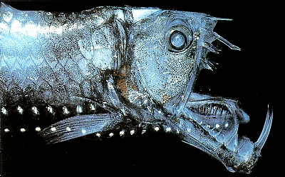 Viperfish Viperfish Deep Sea Ocean