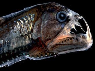 Viperfish Deep Sea Creatures Viperfish
