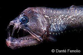 Viperfish Viperfish Deep Sea Creatures on Sea and Sky