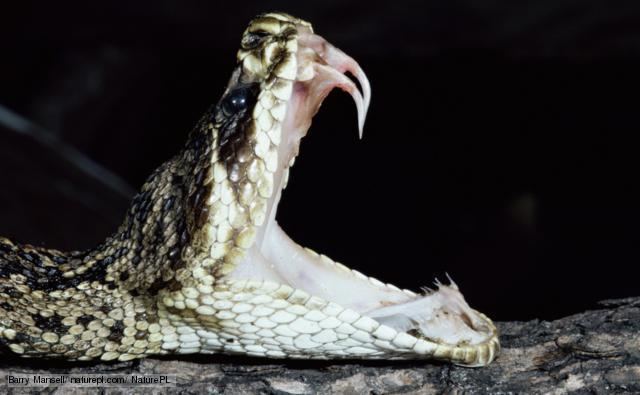 Eastern diamondback rattlesnake's fangs