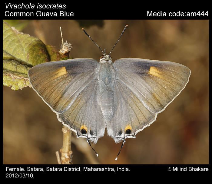 Virachola isocrates Virachola isocrates Common Guava Blue Butterflies of India