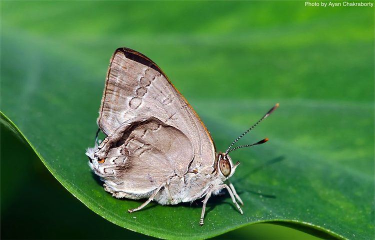 Virachola isocrates Butterfliesltbrgt Lycaenidae The Blues ltbrgt Subfamily Theclinae