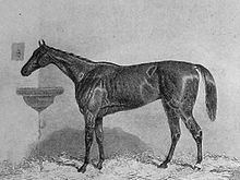 Virago (horse) httpsuploadwikimediaorgwikipediacommonsthu