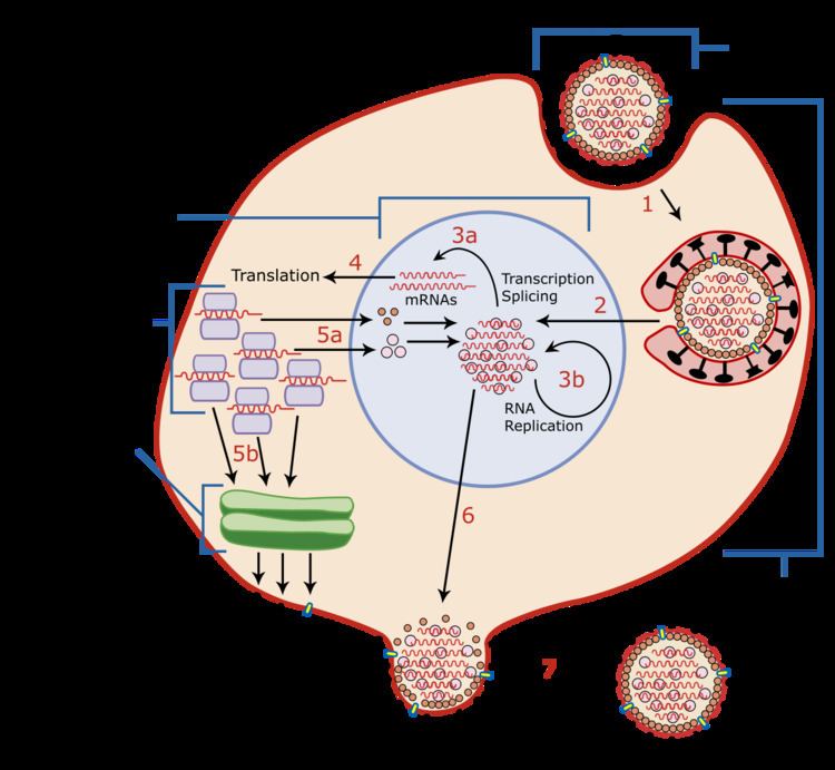 Viral Entry - Alchetron, The Free Social Encyclopedia