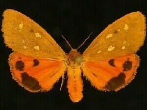 Virbia Moth Photographers Group Virbia aurantiaca 8121