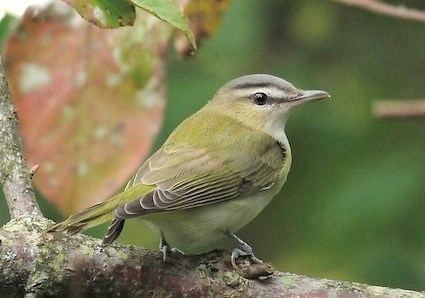 Vireo Warbling Vireo Identification All About Birds Cornell Lab of