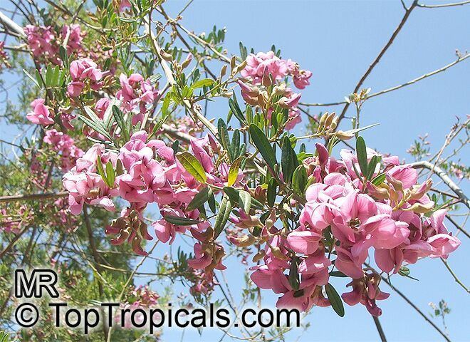 Virgilia (plant) Virgilia oroboides Virgilia capensis Blossom tree Cape Lilac