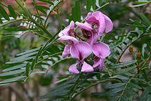Virgilia (plant) httpsuploadwikimediaorgwikipediacommonsthu