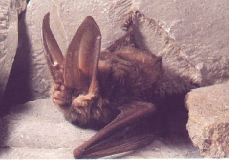 Virginia big-eared bat Virginia bigeared bat