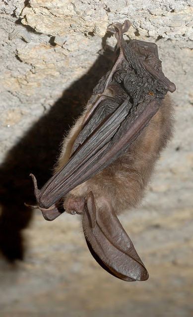 Virginia big-eared bat Raleigh Ecological Services Field Office