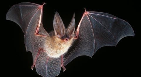 Virginia big-eared bat Endangered and Threatened Bat Survey Services Enviroscience
