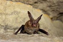 Virginia big-eared bat httpsuploadwikimediaorgwikipediacommonsthu