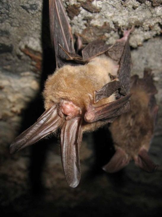 Virginia big-eared bat Captive colony of Virginia bigeared bats providing valuable lessons
