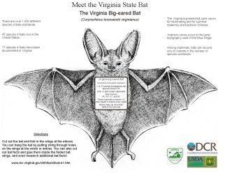 Virginia big-eared bat Virginia State Bat