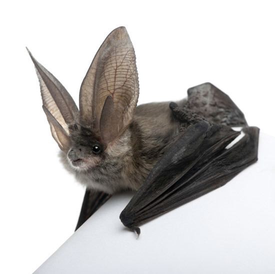 Virginia big-eared bat a to z the usa Virginia State Mammal