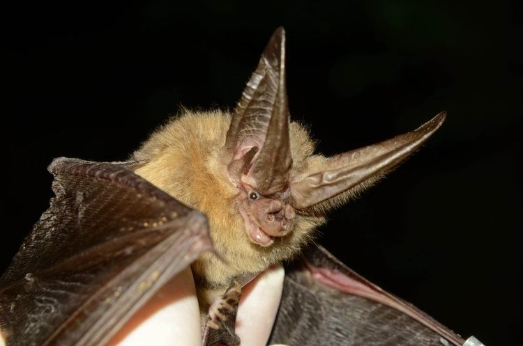 Virginia big-eared bat Virginia BigEared Bat Spring Migration Eastern Kentucky