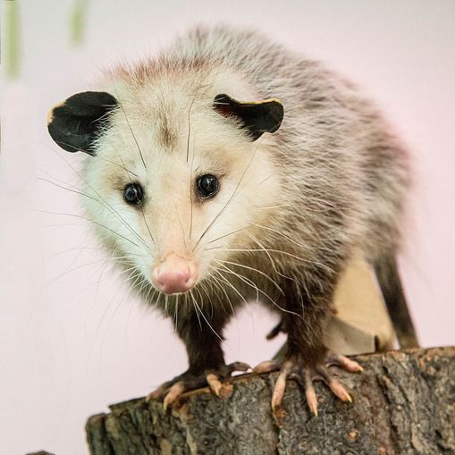 Virginia opossum lindsaywildlifeorgwpcontentuploads201504Arr