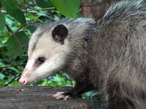 Virginia opossum Virginia Opossum HD MiniDocumentary YouTube