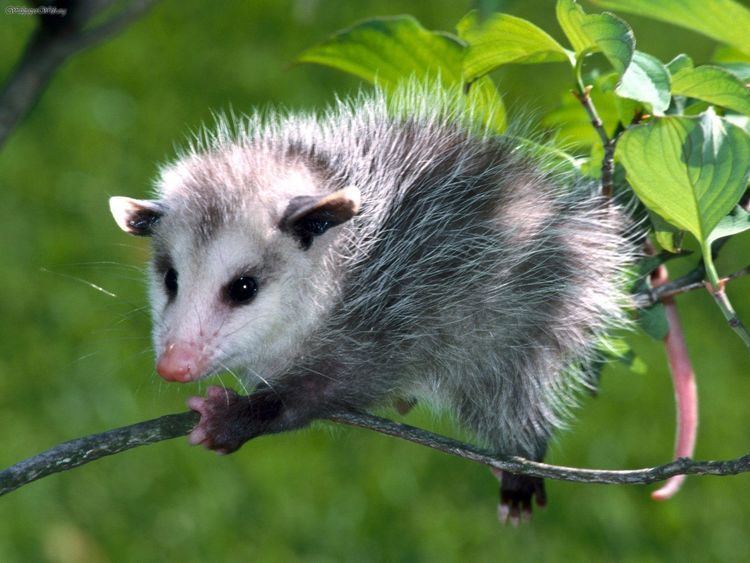 Virginia opossum Virginia Opossum Didelphis Virginiana Mammals
